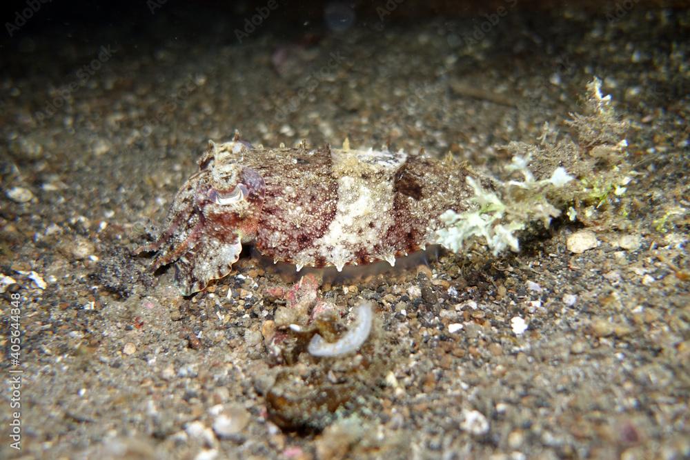 Sepia, vermutlich Sepia papuensis - Papua Tintenfisch