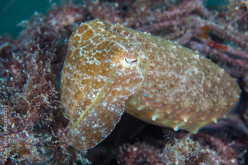 Juvenile cuttfle fish hunting on coral reef - Sepia papuensis