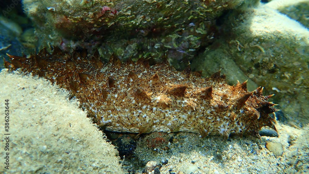 Sea cucumber cotton-spinner or tubular sea cucumber (Holothuria tubulosa) on sea bottom, Aegean Sea, Greece, Halkidiki