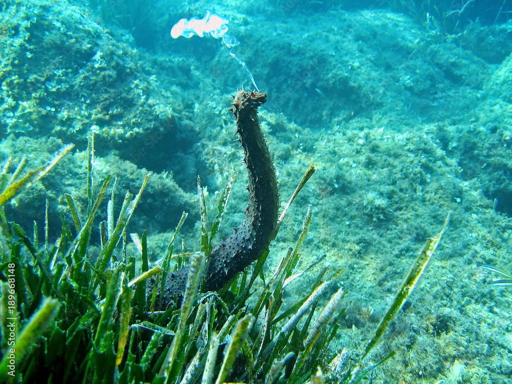 Underwater a tubular sea cucumber, Holothuria tubulosa, spawning in the Mediterranean sea, Corsica, France
