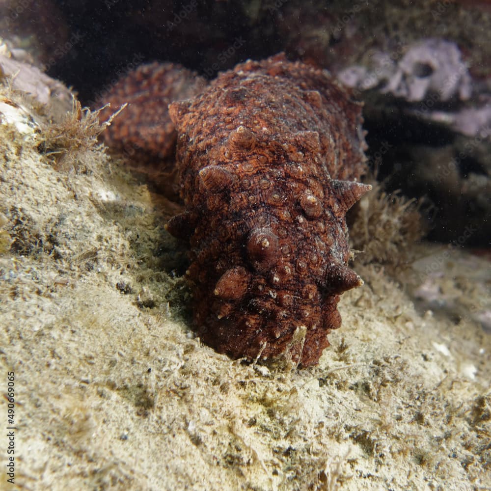 Cotton-spinner (Holothuria tubulosa) in Mediterranean Sea