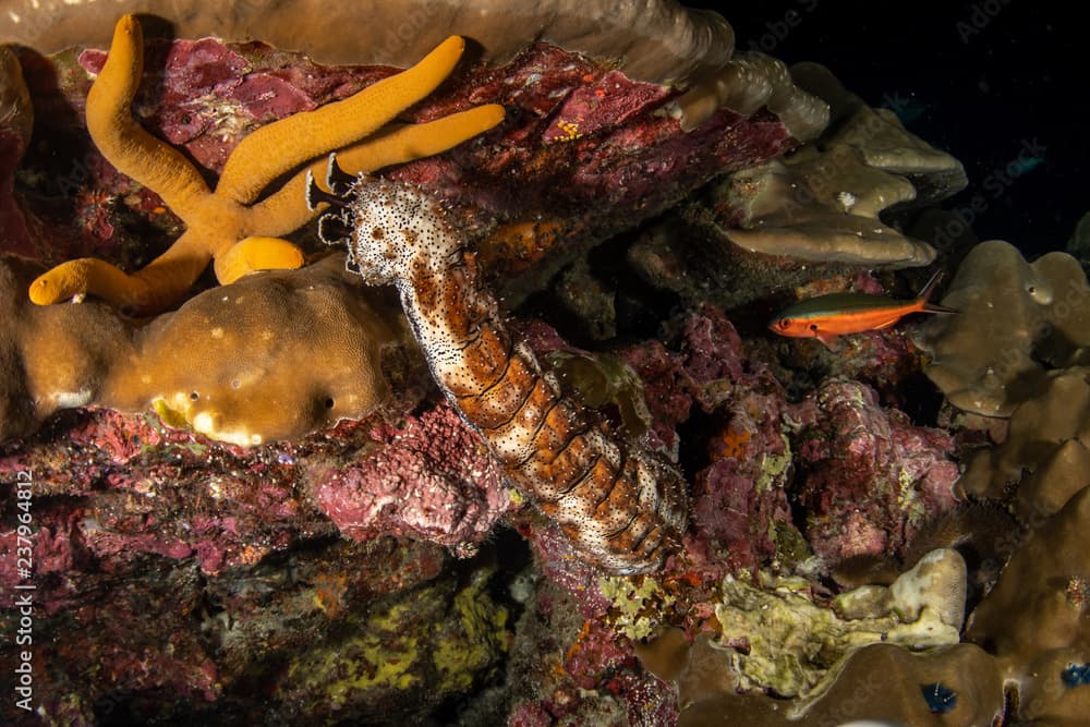 Marbled Sea Cucumber, Bohadschia graeffe