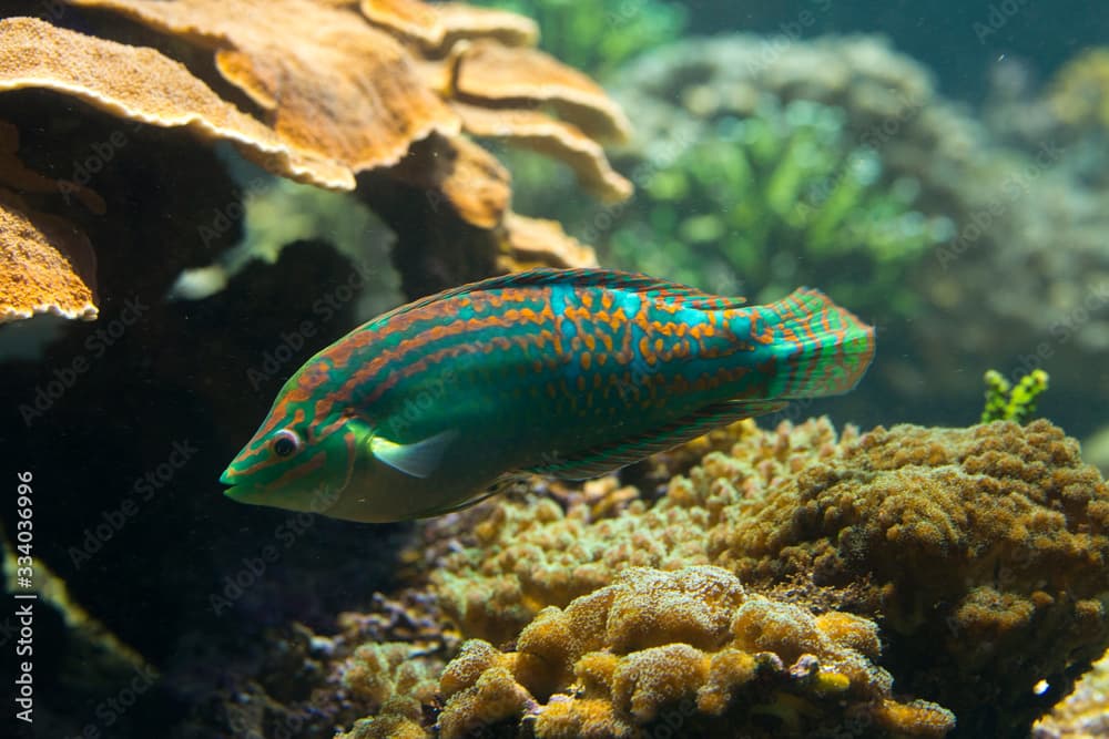  The adorned wrasse (Halichoeres cosmetus).