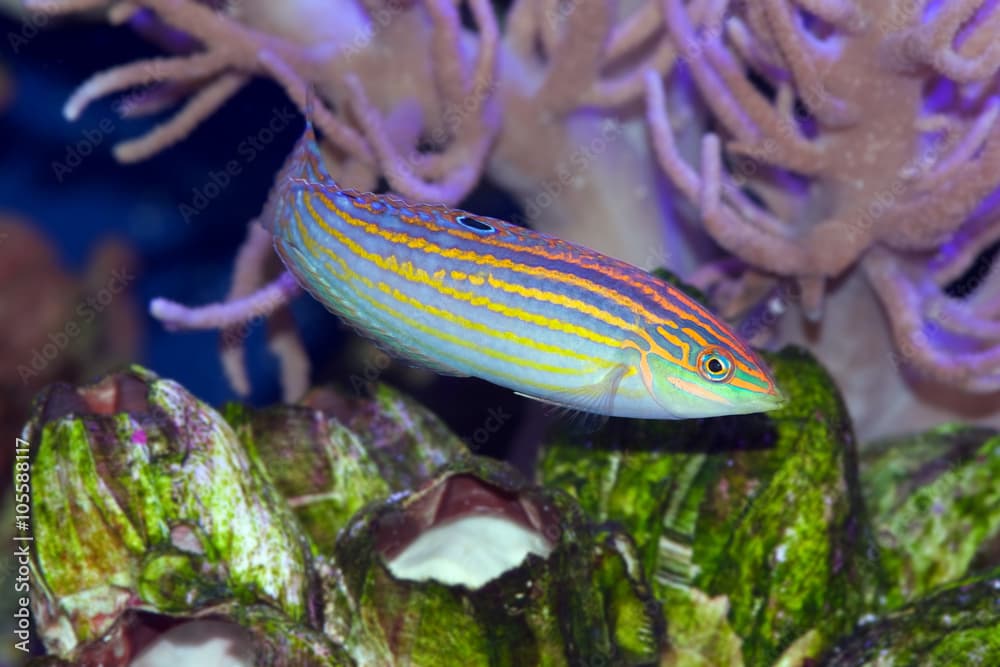 Halichoeres cosmetus, commonly called the Adorned Wrasse, a saltwater fish from the Indian Ocean