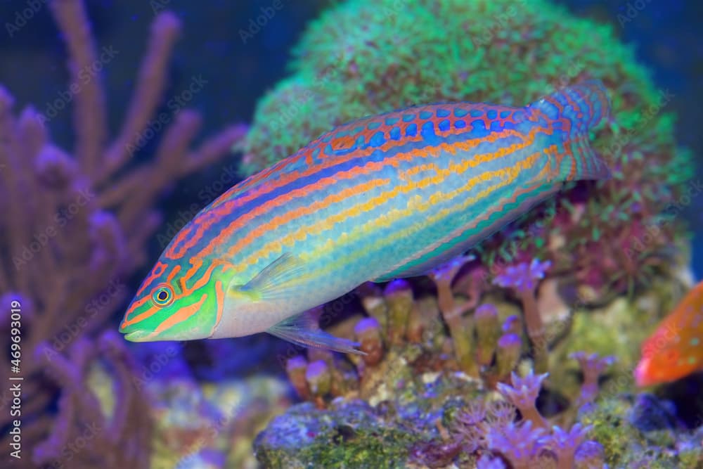 Halichoeres cosmetus, commonly called the Adorned Wrasse, a saltwater fish from the Indian Ocean, adult form