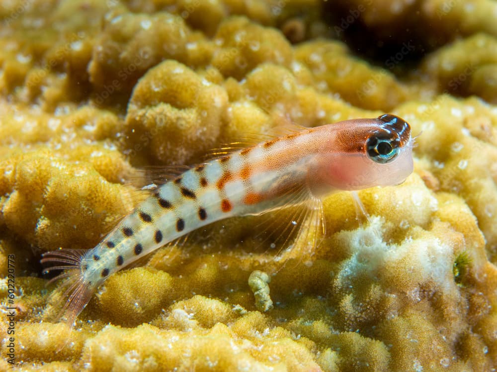 Clown blenny