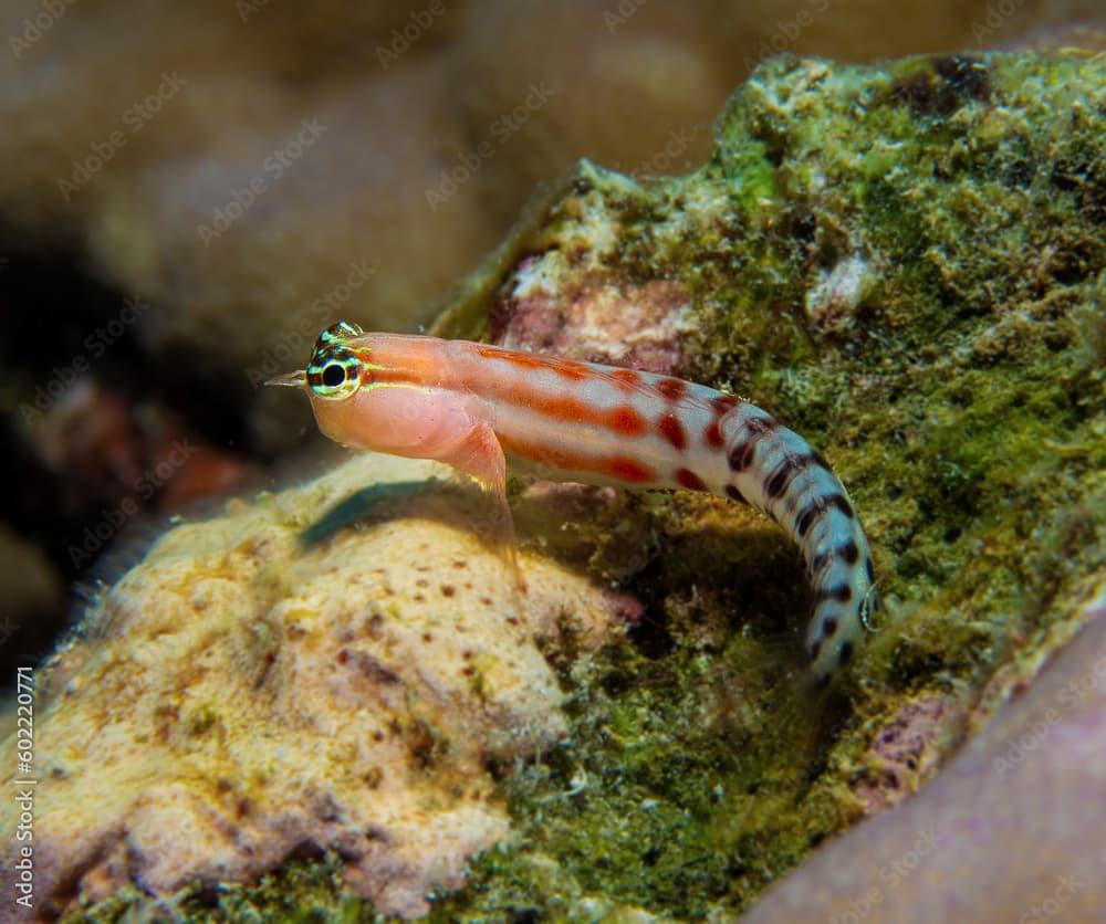 Clown blenny