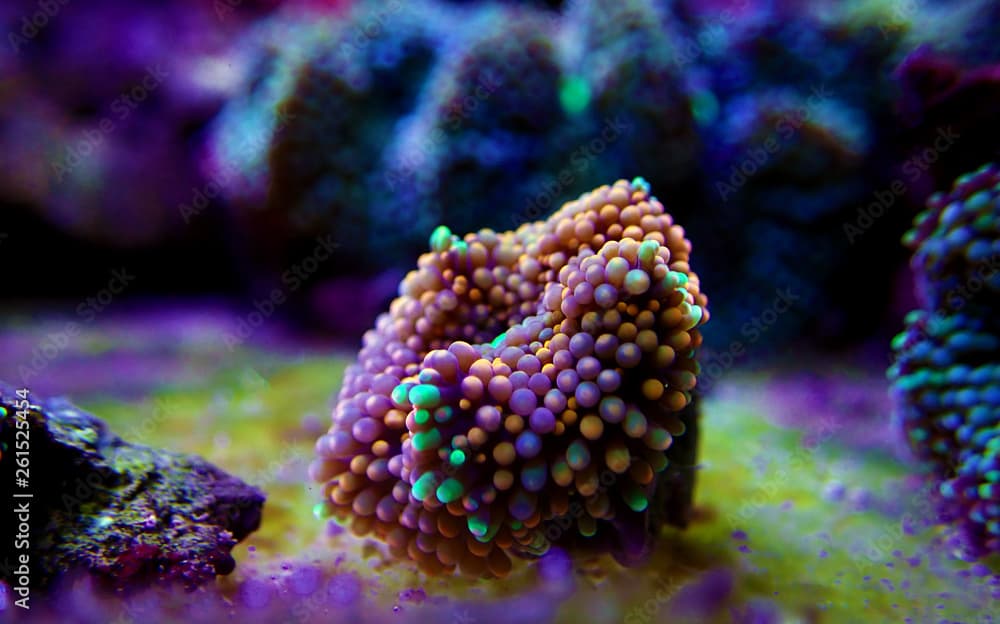 Ricordea florida mushroom - Underwater macro shot
