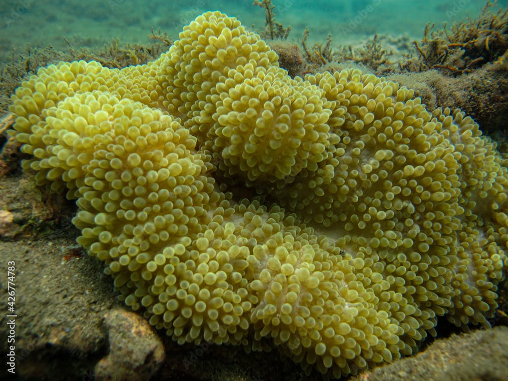 Soft coral Ricordea florida in Tayrona national natural park