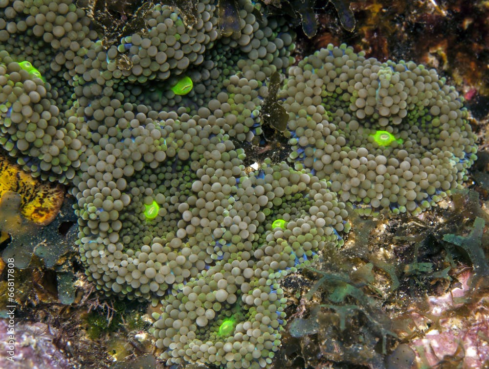 coral reef  Florida Corallimorphs