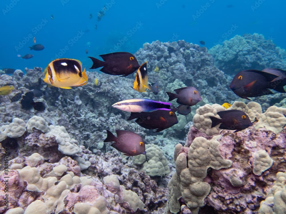 Endemic Hawaiian Cleaner Wrasse at fish cleaning station. 