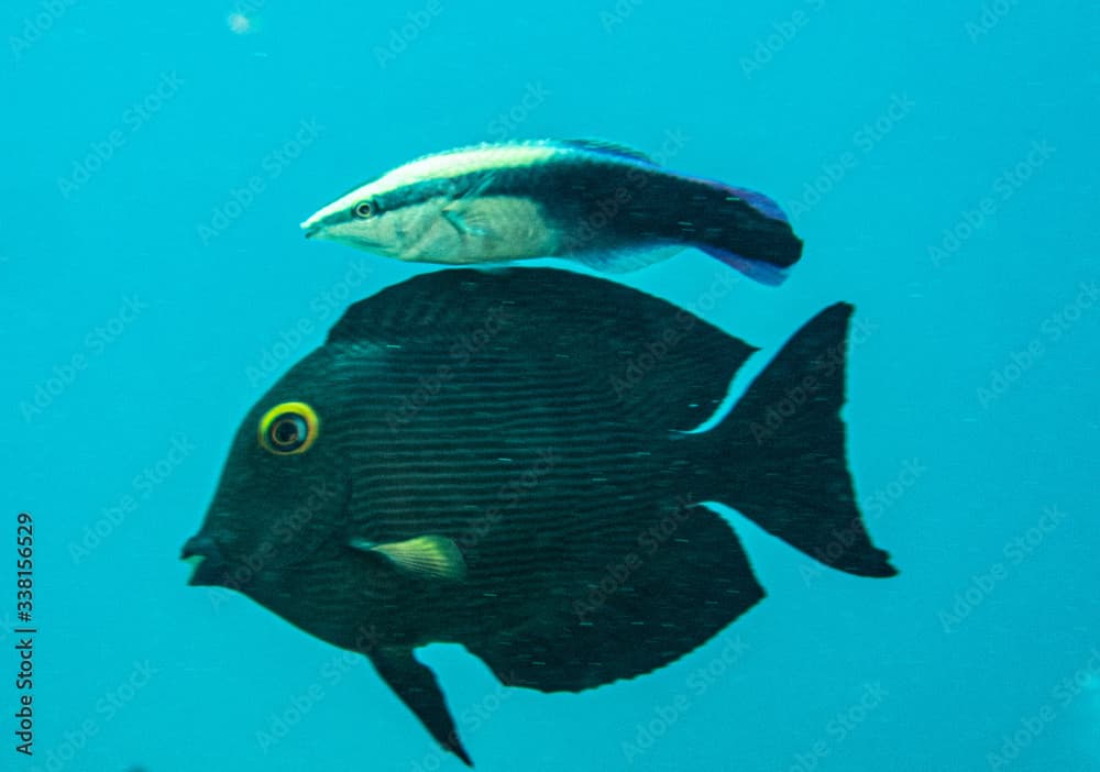 Hawaiian Cleaner Wrasse with Goldring Surgeon Fish, Kona Hawaii. 