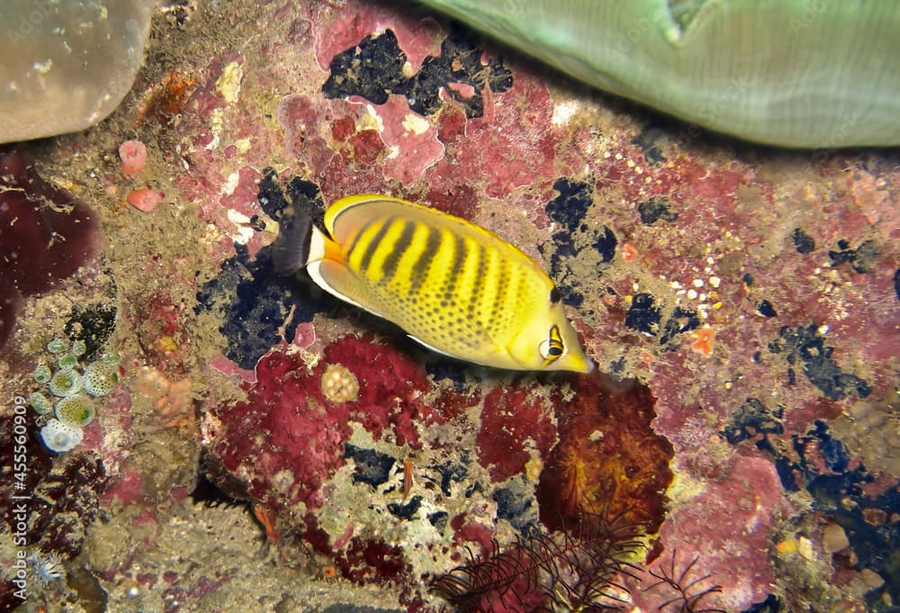 Spot banded Butterfly fish (Chaetodon Punctatofasciatus) in the filipino sea December 14, 2010