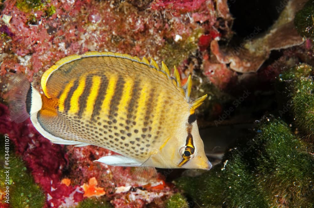 Spot banded butterflyfishes, Chaetodon punctatofasciatus, Sulawesi Indonesia