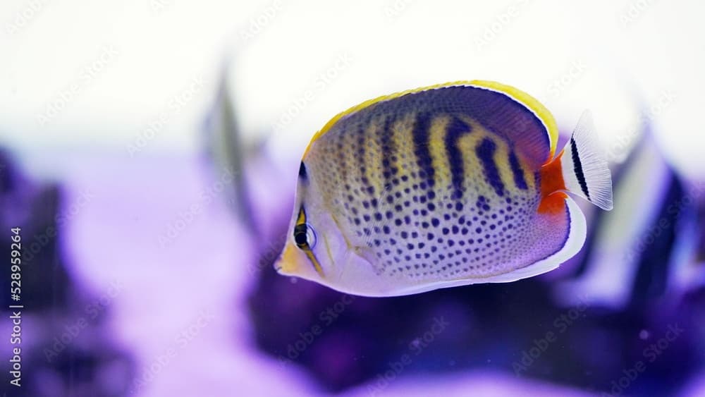 Spotband butterflyfish