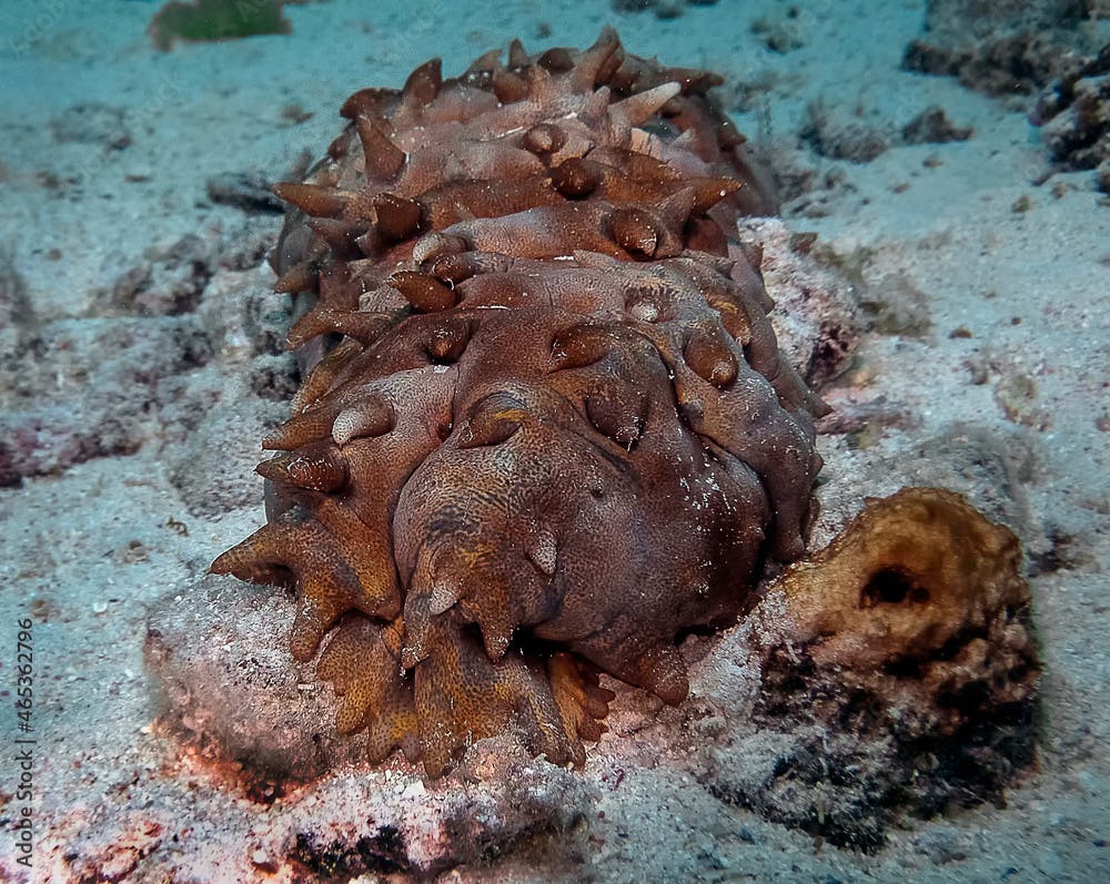 A Tubercle Sea Cucumber (Stichopus monotuberculatus) in the Red Sea