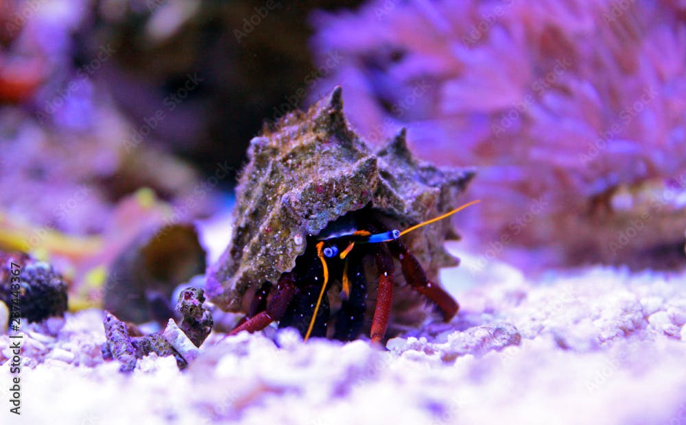 Dwarf Red Tip Hermit Crab (Clibanarius sp.) 
