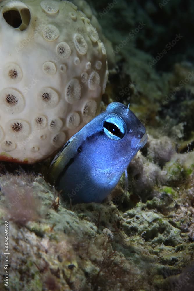 Red Sea mimic blenny (Ecsenius gravieri). Underwaterworlld coral reef near Makadi Bay, Egypt