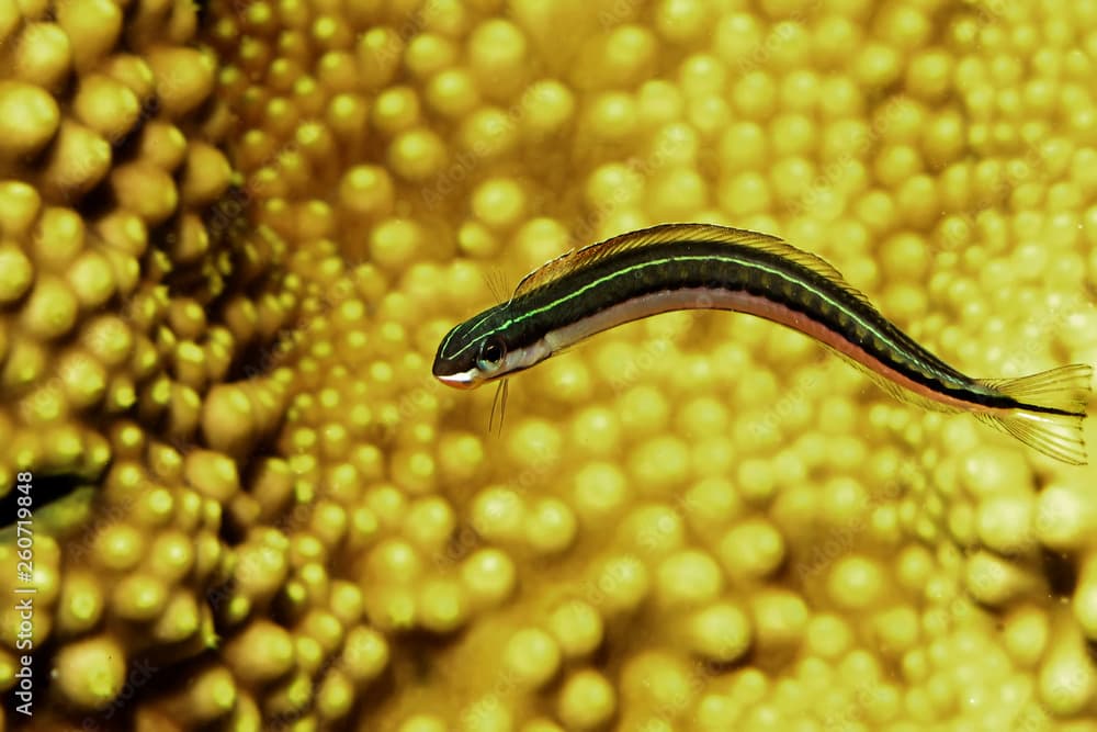 A piano fangblenny or mimic blenny (Plagiotremus tapeinosoma)