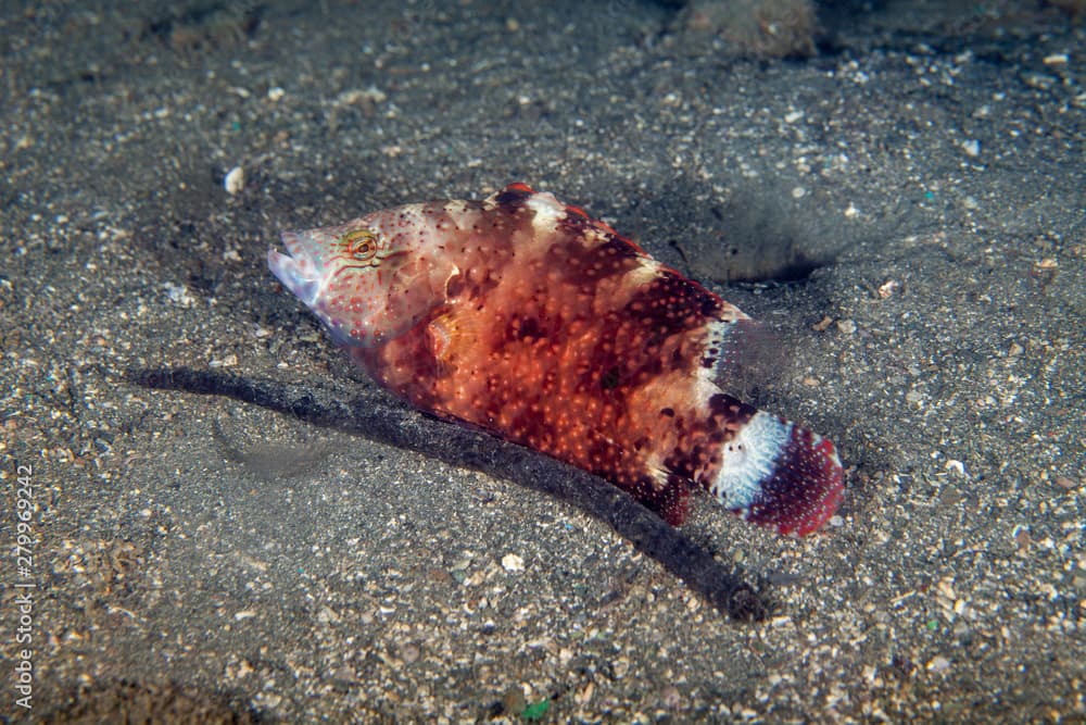 The floral wrasse, Cheilinus chlorourus