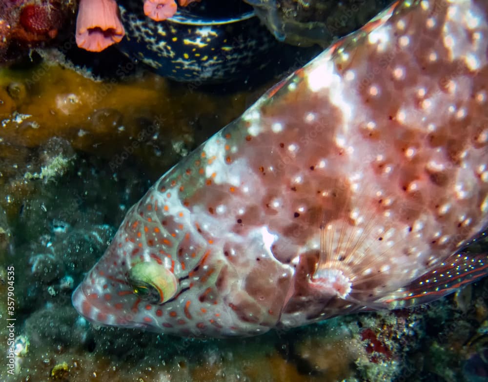 A Floral Wrasse (Cheilinus chlorourus)