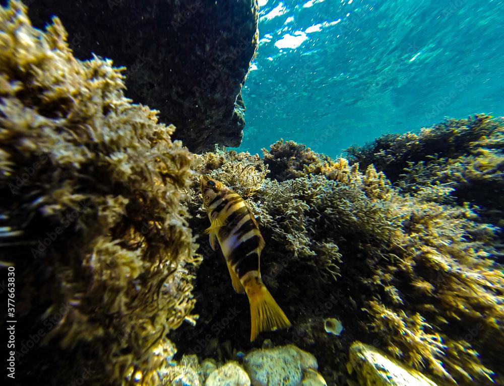 Wrasse hiding among the seaweed on the bottom of the sea.