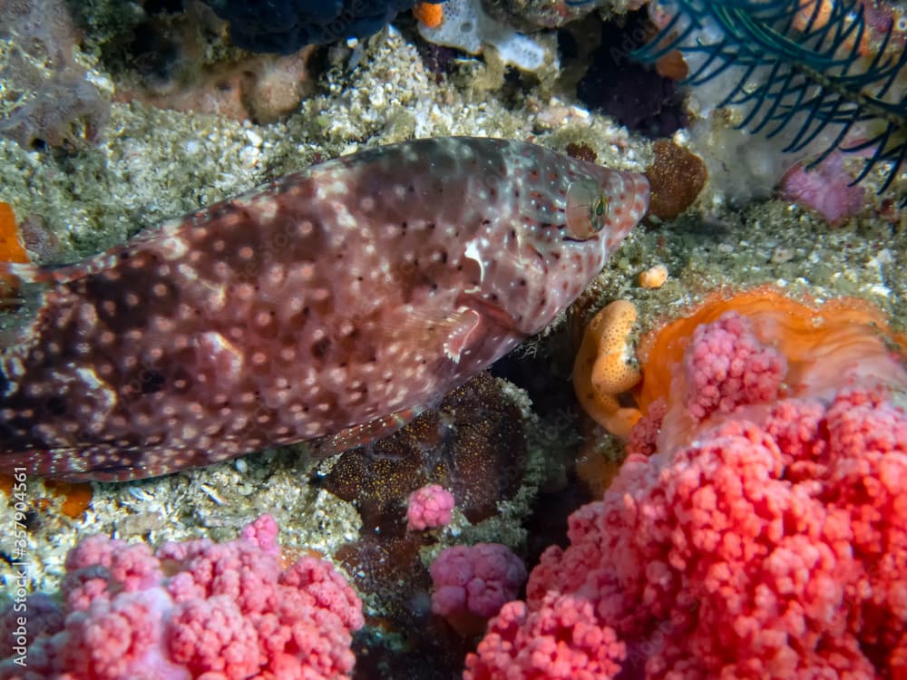 A Floral Wrasse (Cheilinus chlorourus)