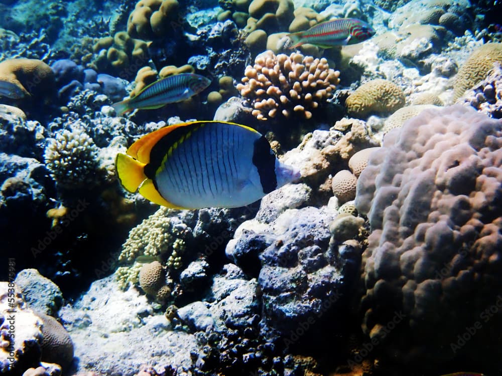 The lined butterflyfish - (Chaetodon lineolatus)