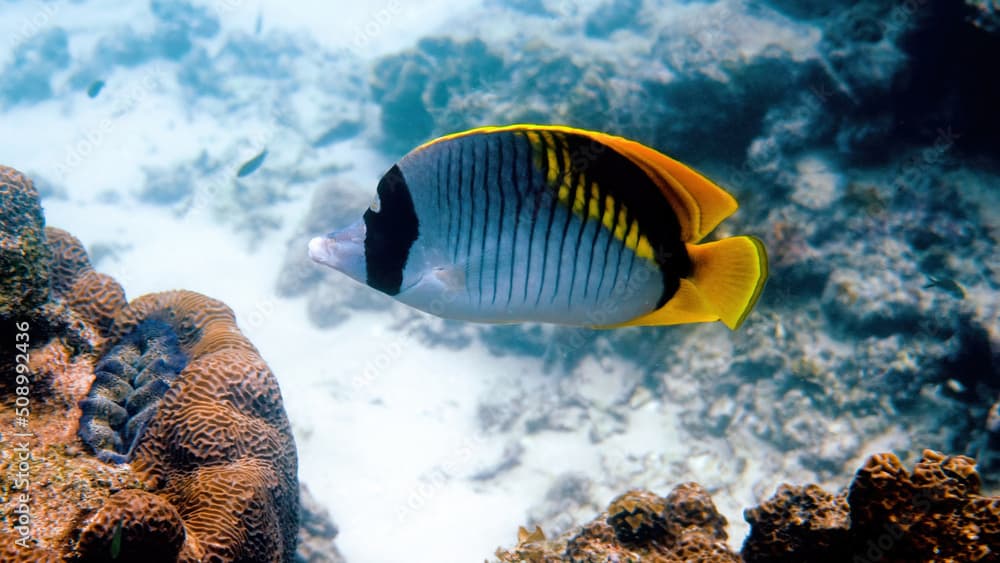 Underwater photo of lined butterflyfish or Chaetodon lineolatus - the biggest butterfly fish in marine life. Tropical fish swimming among coral reef in Andaman sea, Thailand. Closeup portrait