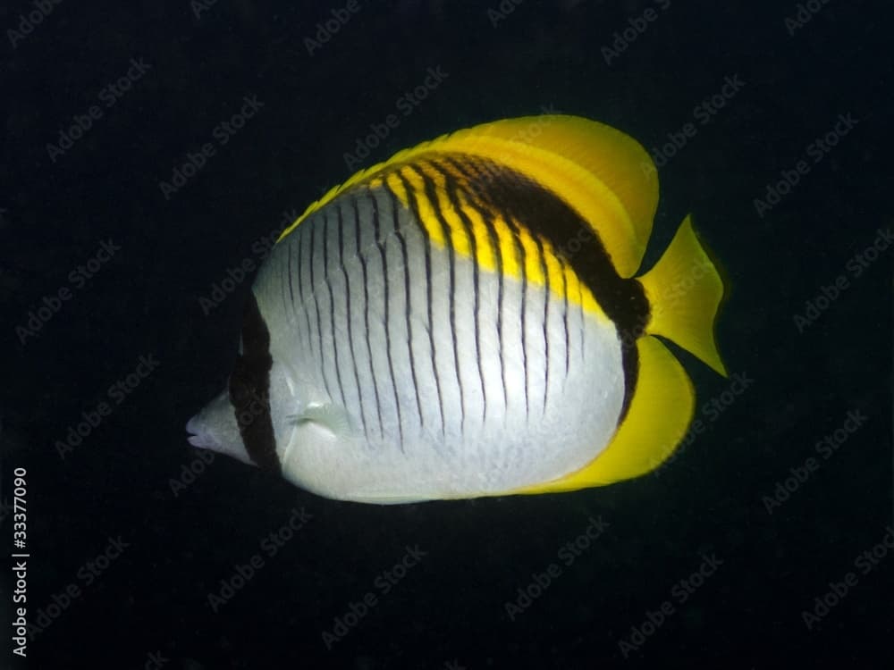 Lined Butterflyfish - Chaetodon lineolatus