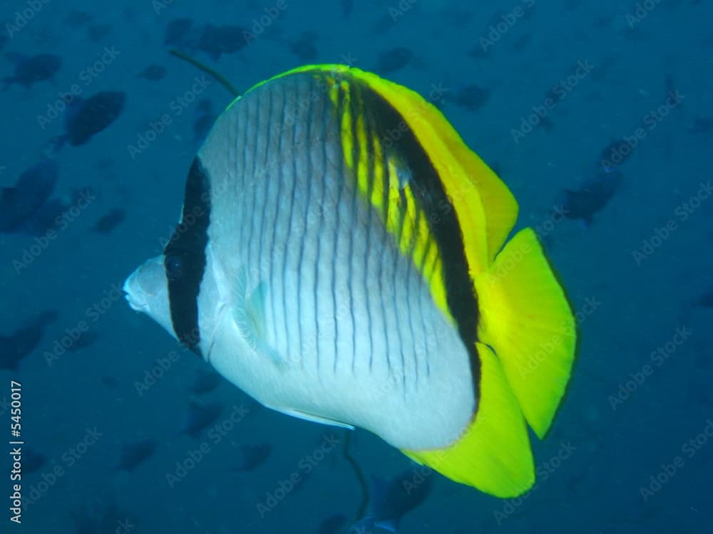 Gestreifter Falterfisch (Chaetodon lineolatus)