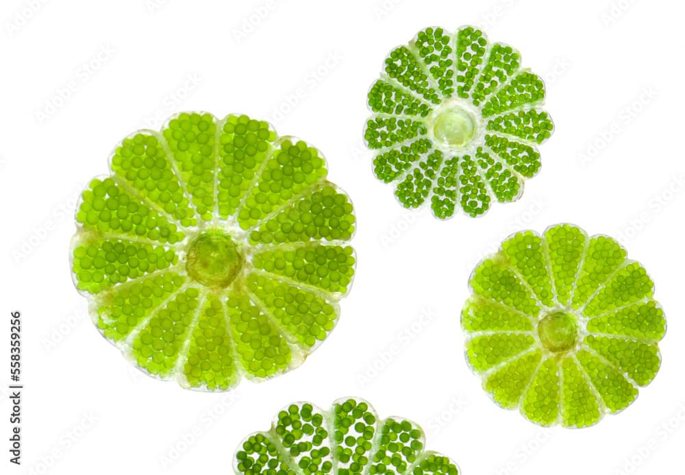 micro green acetabularia algae isolated on white.