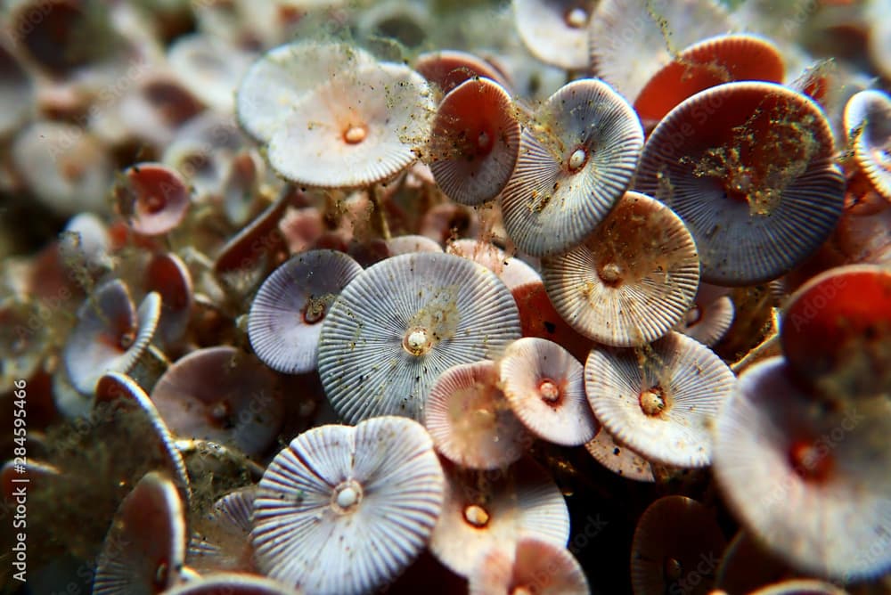 Acetabularia mediterranea - The Mediterranean sea algae