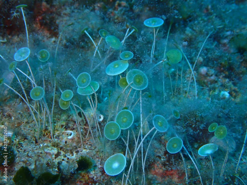 Acetabularia acetabulum - green alga in Adriatic sea, Croatia