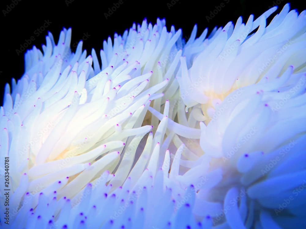 White Sebae Anemone - (Heteractis crispa)