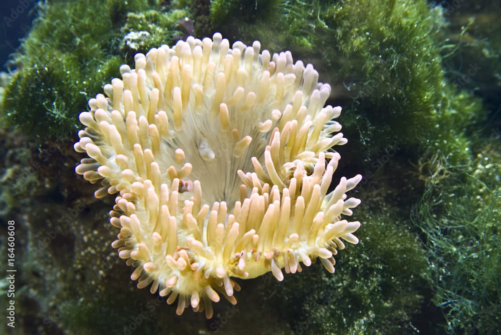 Entacmaea quadricolor - Blasenanemone