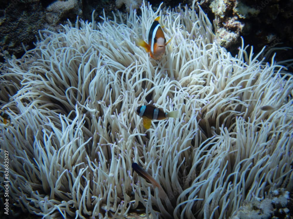 Clark's Anemone Fish in Heteractis crispa off Zamami Island