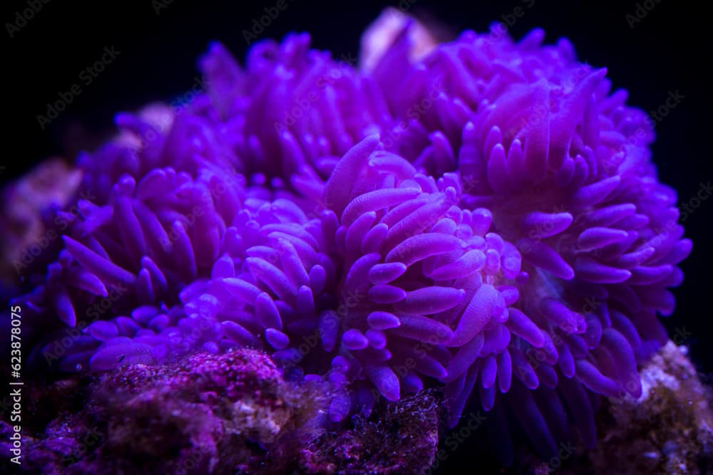 Purple Sebae Anemone - Heteractis crispa in underwater