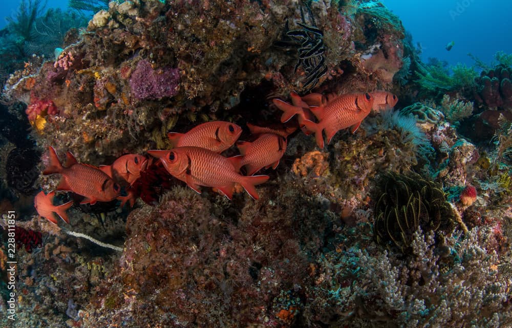 Myripristis Murdjan, Big eye Soldierfish. 