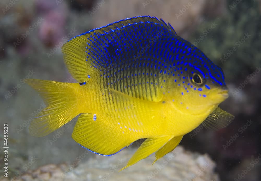 Juvenile Cocoa Damselfish, Stegastes variabilis