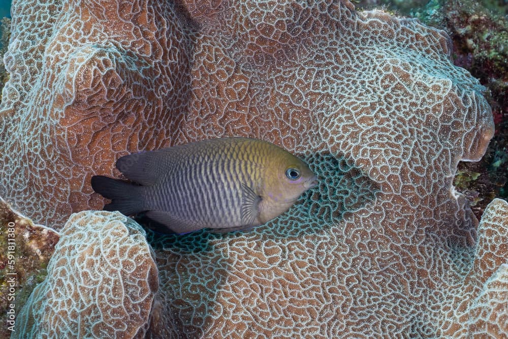 Coca damselfish swimming on reef