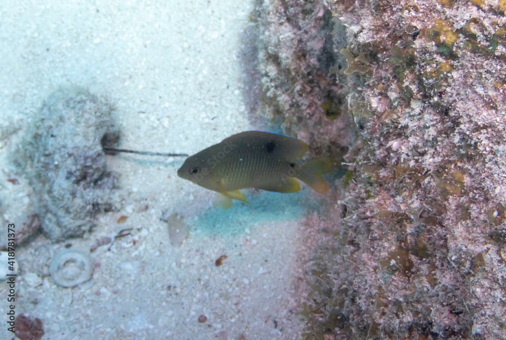 Caribbean Cocoa Damselfish