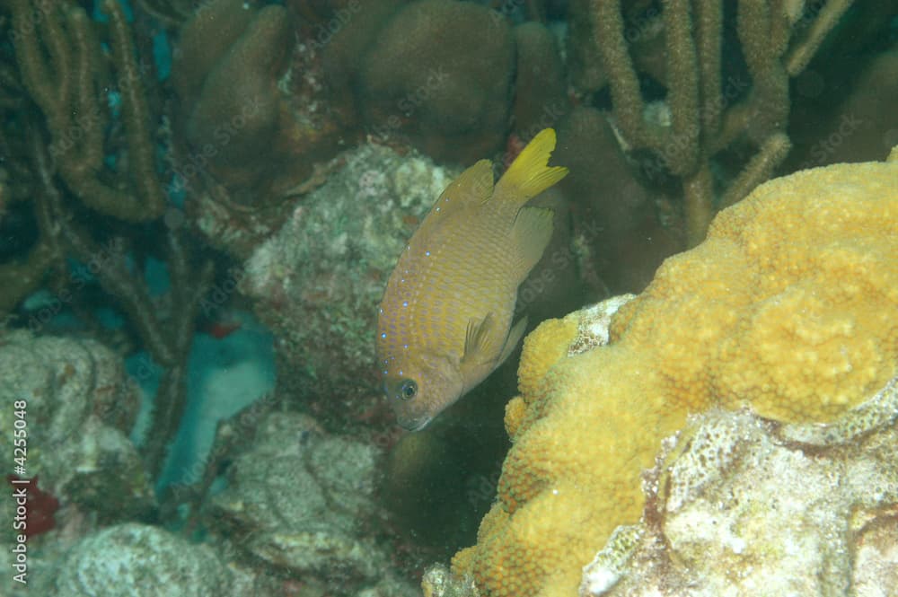 Beaugregory, Bonaire.