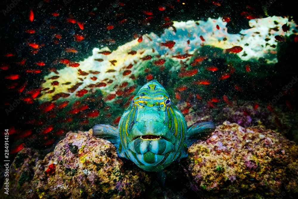 Giant Hawkfish (Cirrhitus rivulatus) Bartholomew Islet, Galapagos Islands, Ecuador.