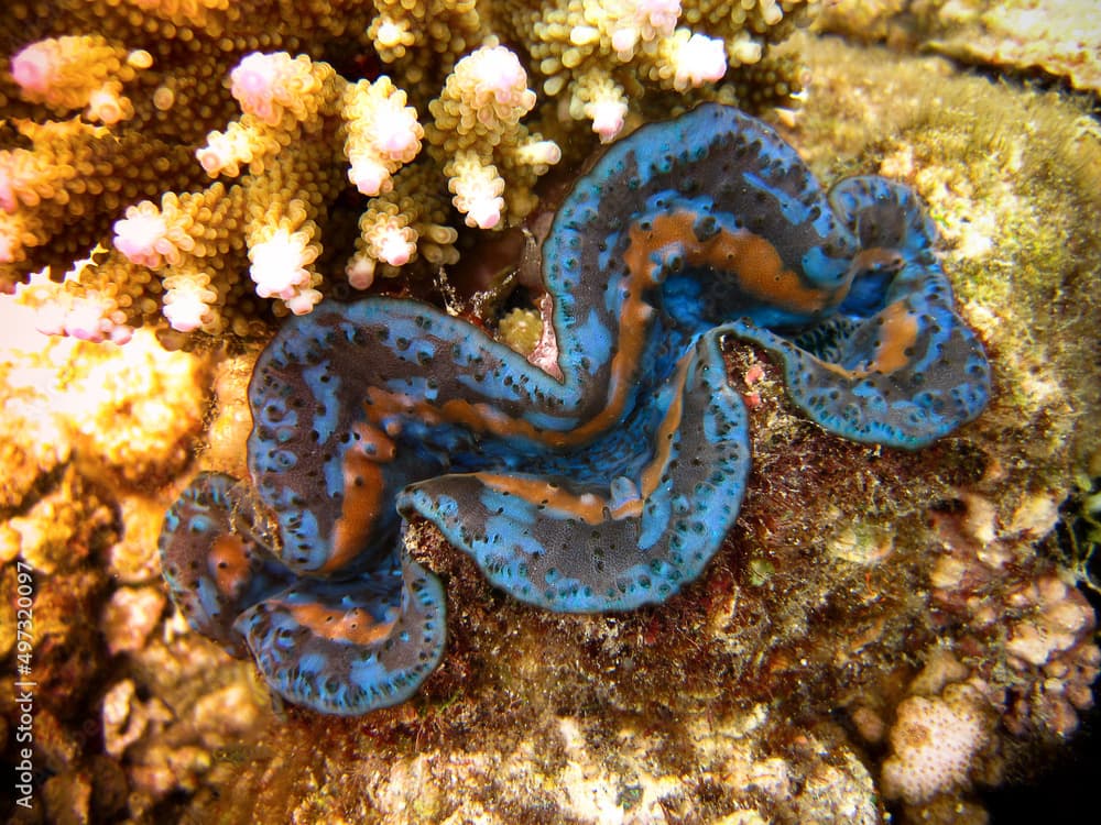 Boring Clam - Tridacna crocea on the reef of Maldives