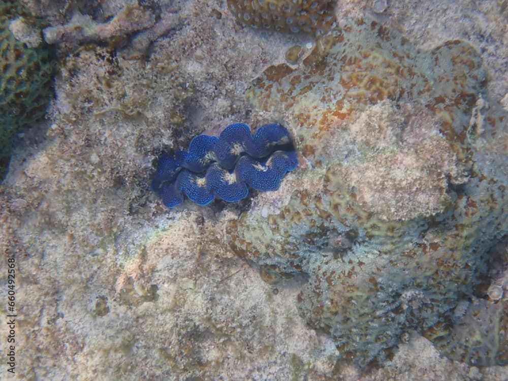 岩の間に生息する青いヒメシャコガイ（Tridacna crocea）