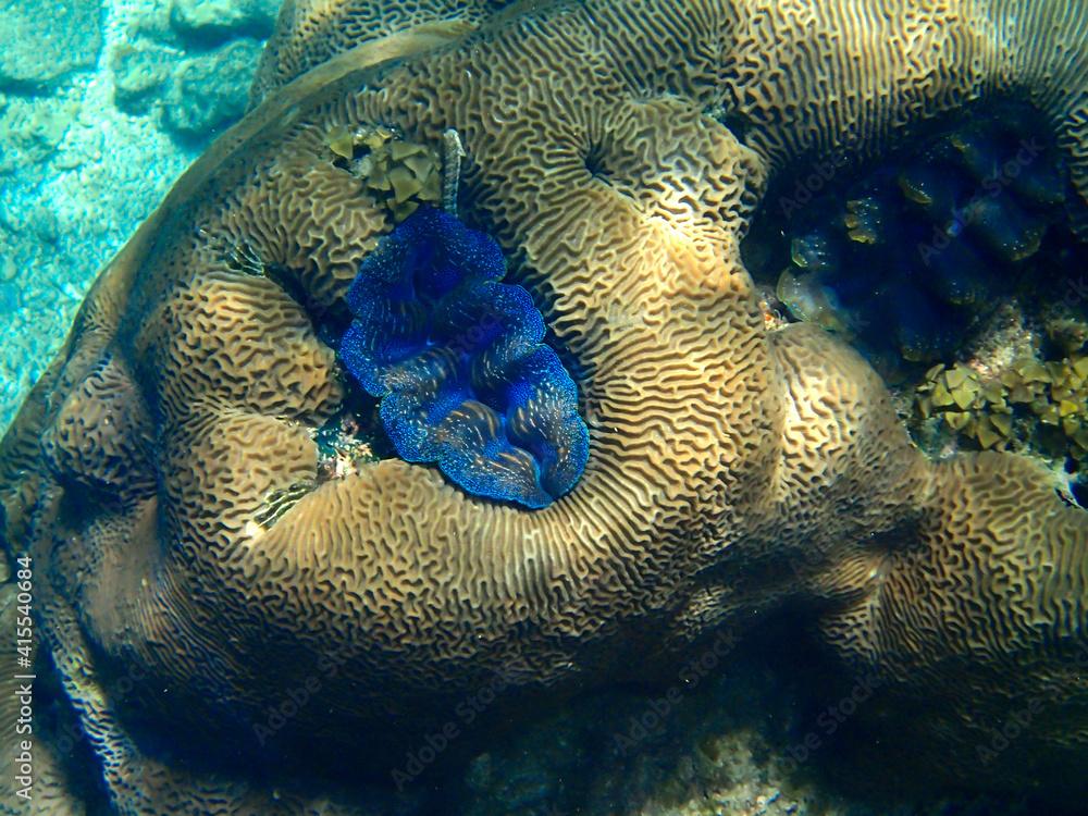  Giant boring clam in Koh Tao island, Thailand