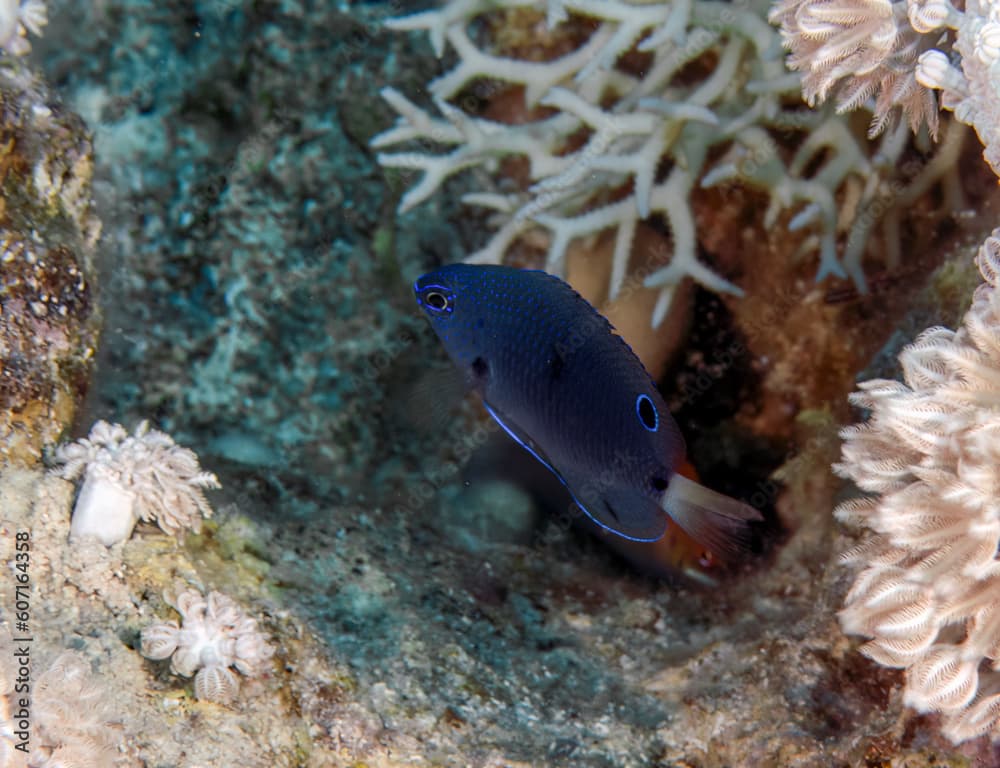 A juvenile Pailtail Damsel (Pomacentrus trichrourus) in the Red Sea, Egypt
