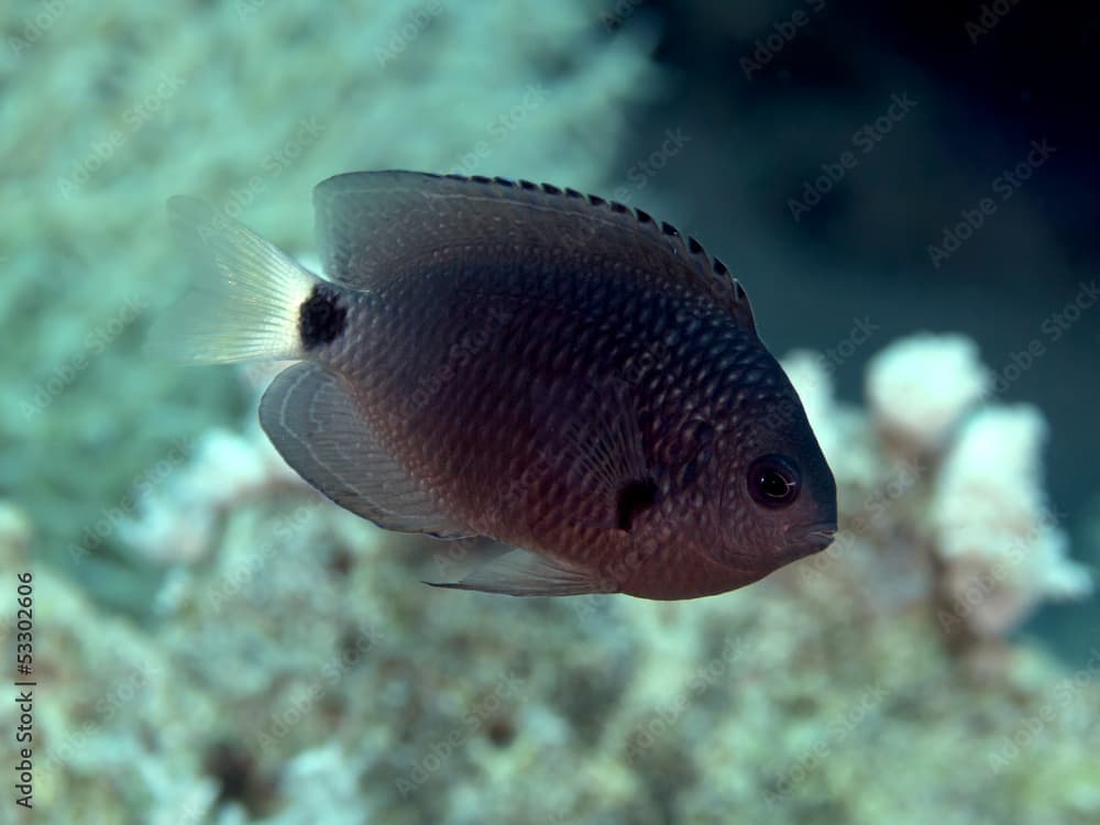 Yellowtail damsel · Pomacentrus trichrourus · Reeflings Library