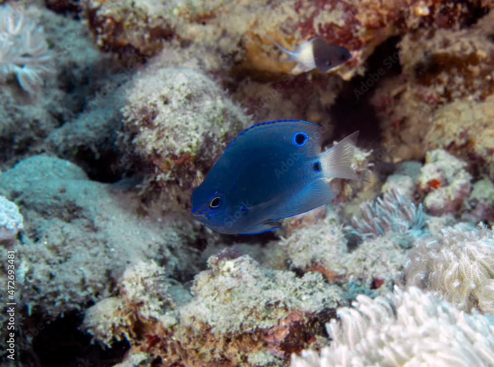 A juvenile Pailtail Damsel (Pomacentrus trichrourus) in the Red Sea, Egypt